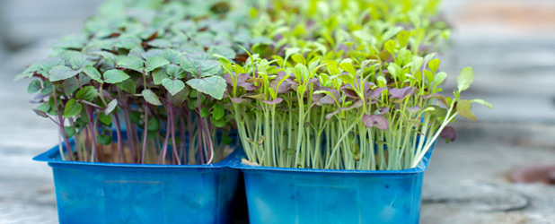 Imagen de Koppert Cress lleva los platos a otro nivel